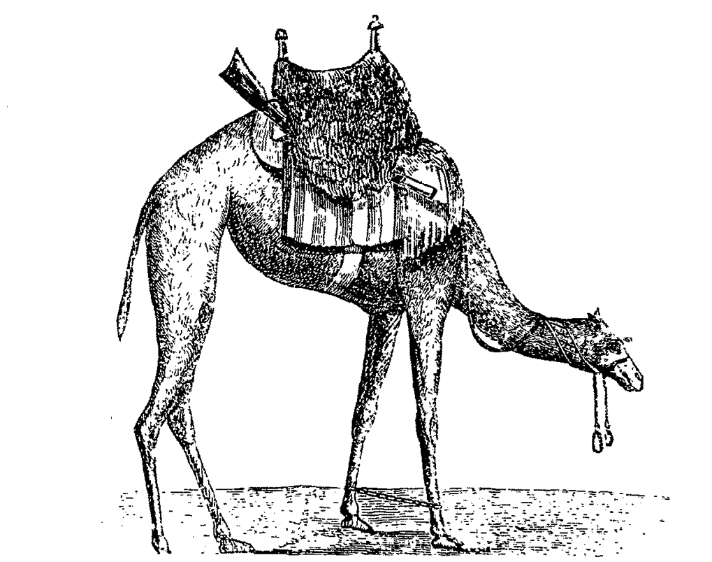 A tethered camel cavalry mount with saddle. The camels were trained to keep their head in a lowered position to give the cavalryman an unrestricted range of movement and an unlimited field of fire. (Letter of W. Re Kyan Bey, Secretary to the Viceroy of Egypt to Edwin Deleon, U.S. Consul General in Egypt on the Treatment and Use of the Dromedary.)