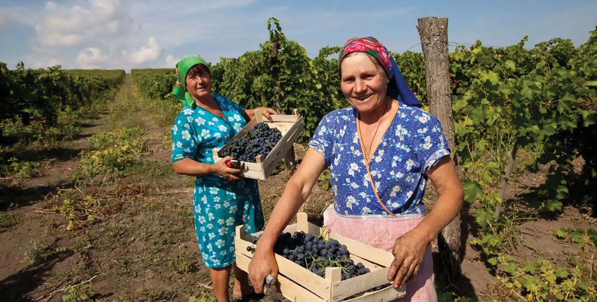 Moldovan women harvest grapes in rural Moldova, 24 May 2021