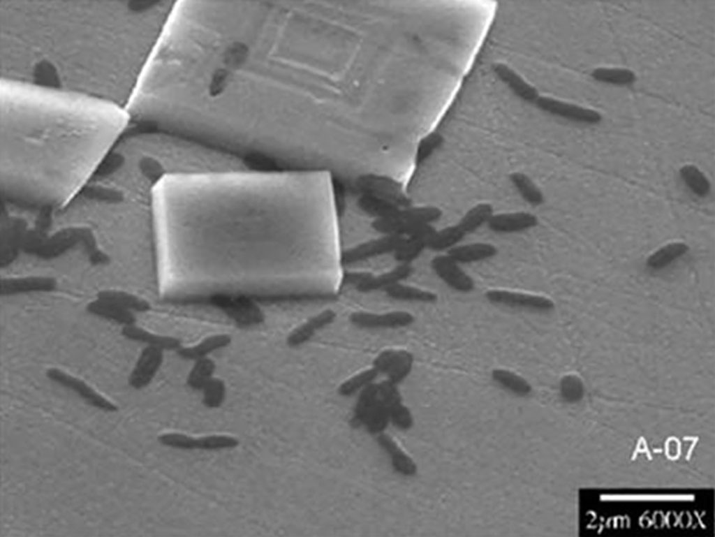 Imagem de uma micrografia eletrônica de varredura de bactérias vivas interagindo com materiais semicondutores