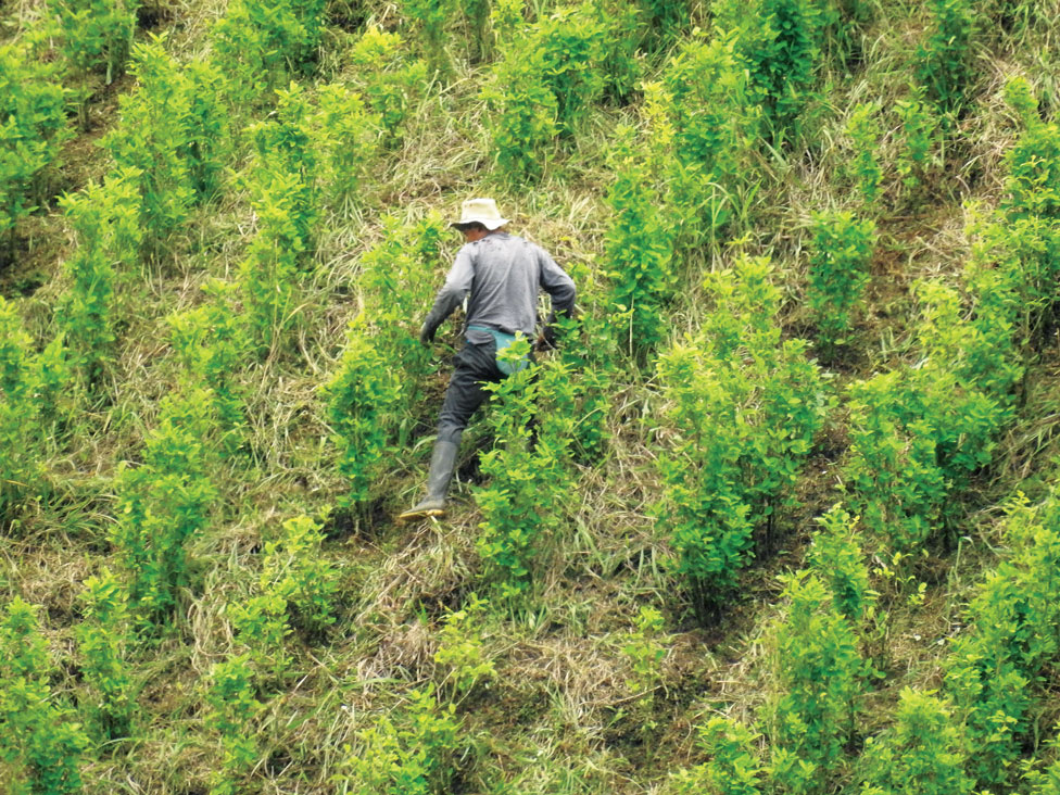 Cultivos de coca en la zona fronteriza frente a Ecuador. (Foto: Archivos de Inteligencia Técnica del Ejército Ecuatoriano)